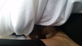 Rufus versteckt sich unter meiner Decke